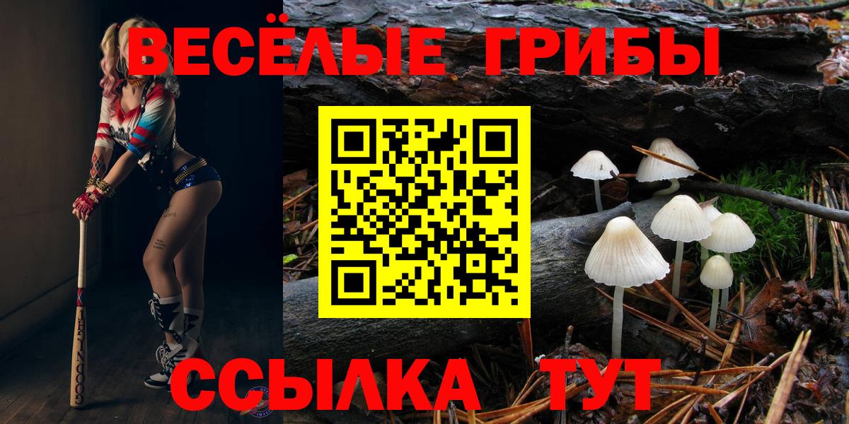 Псилоцибиновые грибы Psilocybe Кизляр